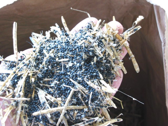 「なたね油 ②-2011」_a0120513_21403656.jpg
