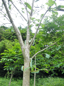 f0232920_11364213.gif