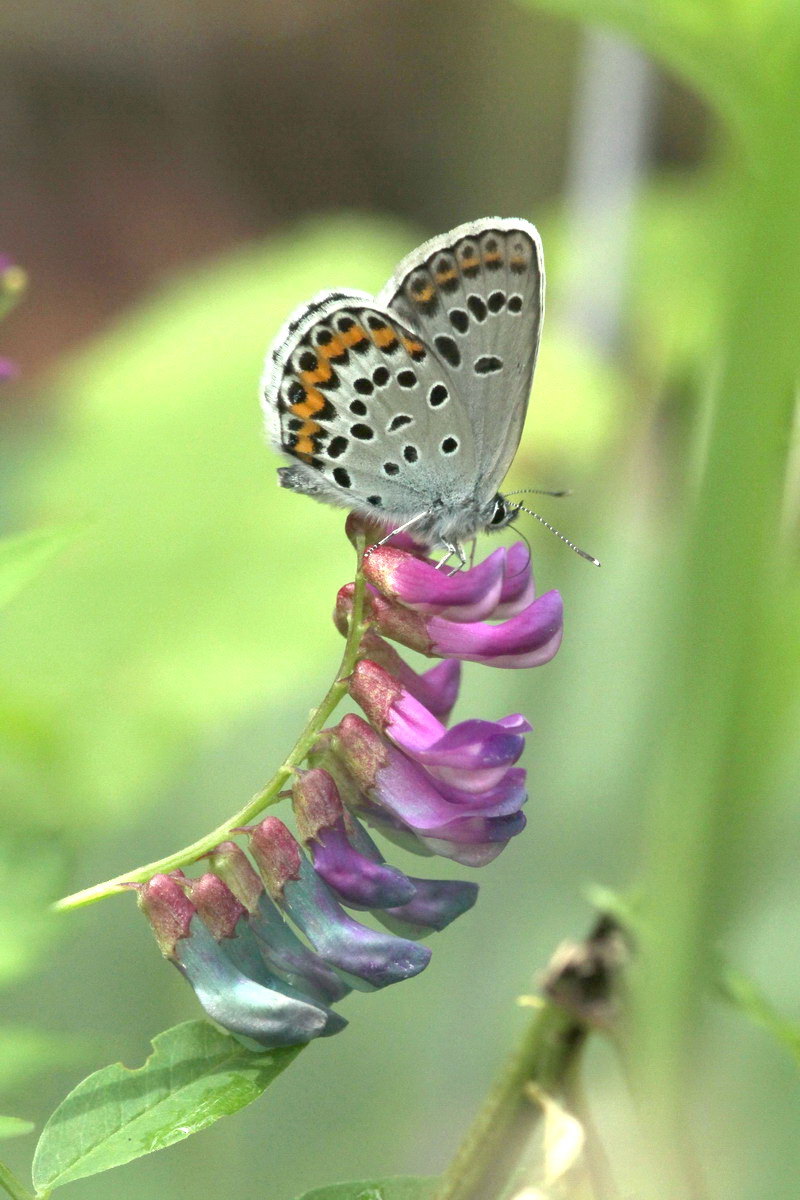 201100703  白馬村散歩：アサマシジミほか_d0090322_2121967.jpg