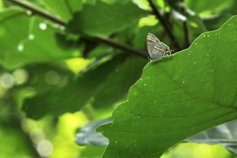 201100703  白馬村散歩：アサマシジミほか_d0090322_213083.jpg