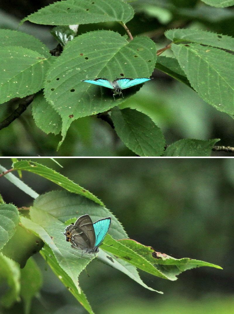 201100703  白馬村散歩：アサマシジミほか_d0090322_2131324.jpg