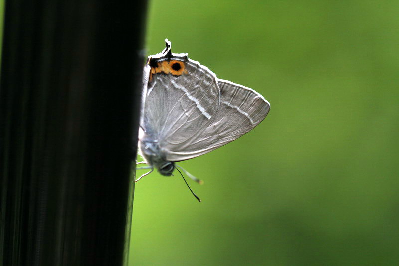 201100703  白馬村散歩：アサマシジミほか_d0090322_2132953.jpg