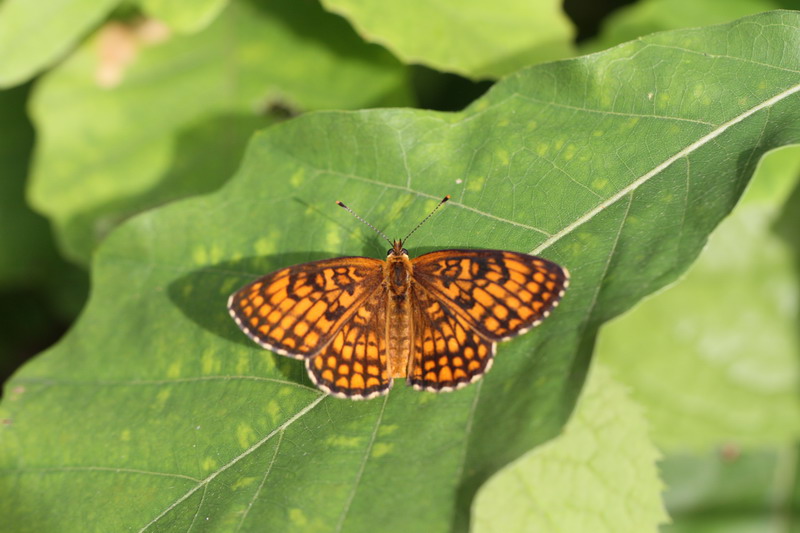 201100703  白馬村散歩：アサマシジミほか_d0090322_213442.jpg