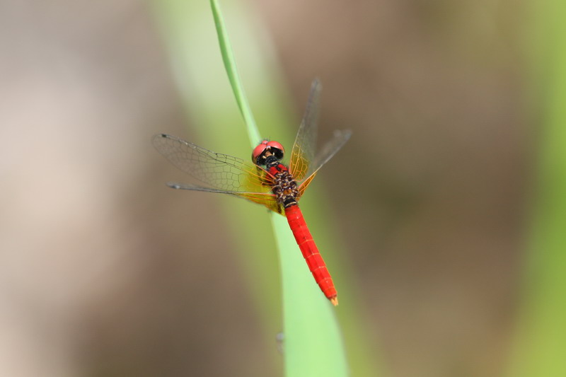 201100703  白馬村散歩：アサマシジミほか_d0090322_2143611.jpg