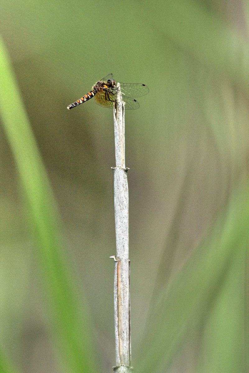 201100703  白馬村散歩：アサマシジミほか_d0090322_2145069.jpg