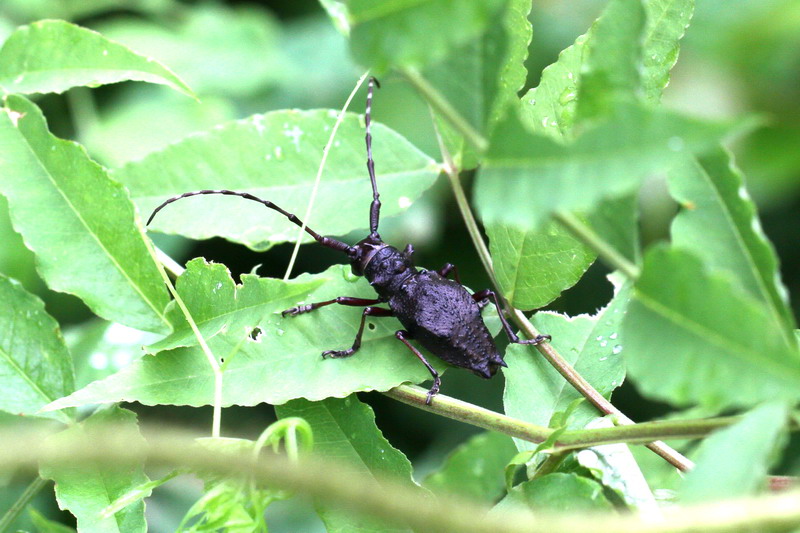 201100703  白馬村散歩：アサマシジミほか_d0090322_215578.jpg