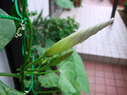 朝顔　天空の蒼が開花_c0039924_21161357.jpg