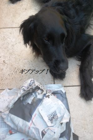 つめた~い♪冷やし和風パスタ_d0104926_633152.jpg