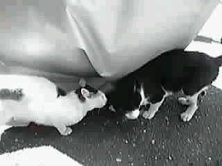 きまぐれニャンウェイボ-イ_a0078827_1552858.jpg