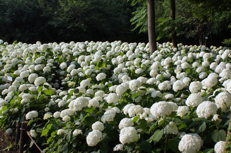 a0122932_2132047.jpg