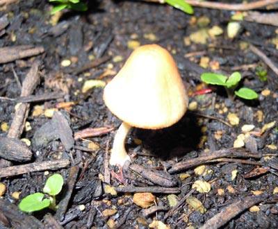 e0097534_1525142.jpg