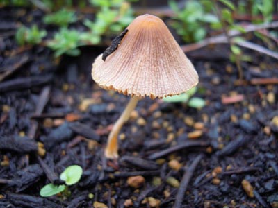 e0097534_15251464.jpg
