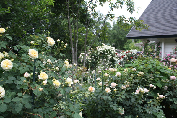 e0110038_2254384.jpg