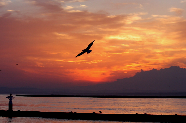 夕焼けジョナサン 7月5日_f0113639_19291973.jpg