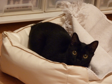 ビーム猫 ろった編。_a0143140_23462816.jpg