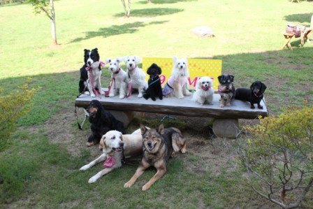 Most Happy Dog 賞_a0126743_3415851.jpg