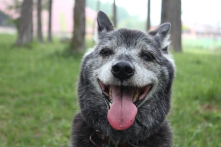 Most Happy Dog 賞_a0126743_3462399.jpg