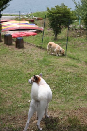 Most Happy Dog 賞_a0126743_3485158.jpg