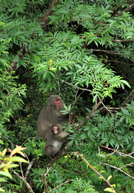 ナナカマドの葉を食べる猿_a0182652_1250441.jpg