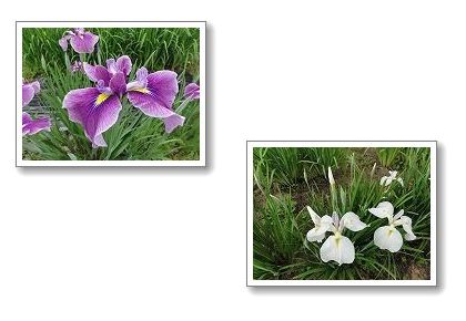 菖蒲の花_a0084753_16285743.jpg