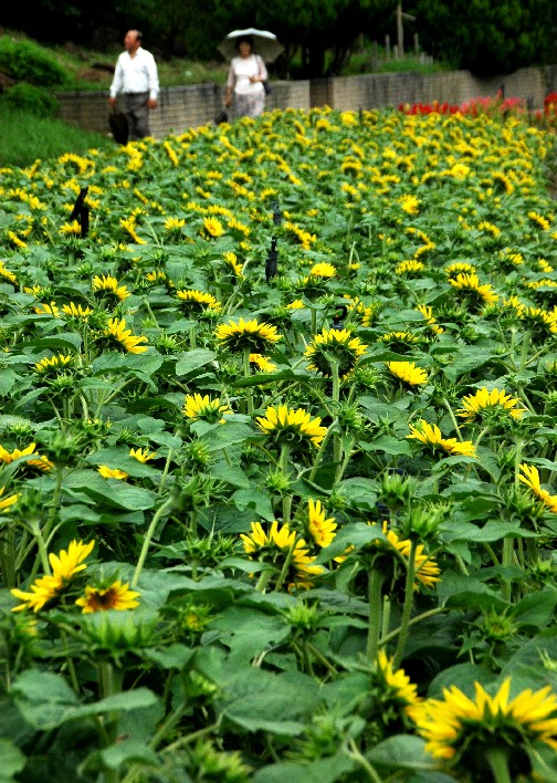 　　和歌山県植物公園緑花センター　_b0093754_23492136.jpg