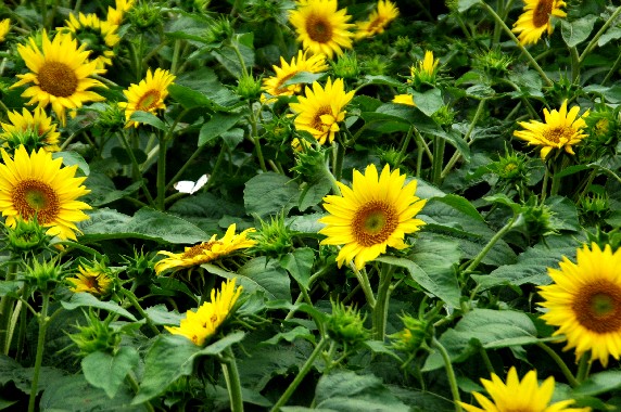 　　和歌山県植物公園緑花センター　_b0093754_2349317.jpg