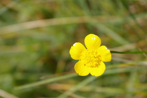 ゾイエルン山群お花編_b0175255_3282657.jpg