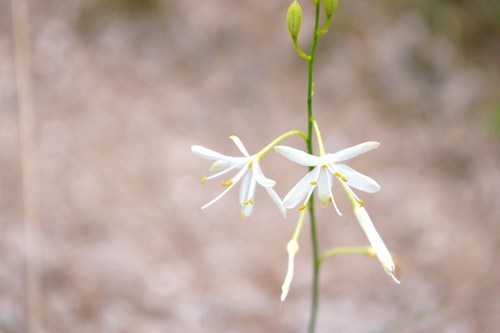 ゾイエルン山群お花編_b0175255_330183.jpg