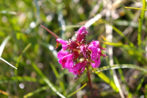 ゾイエルン山群お花編_b0175255_351424.jpg