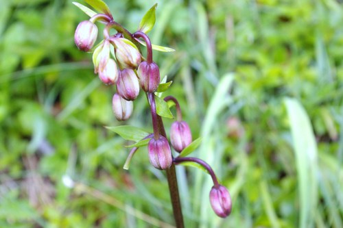 ゾイエルン山群お花編_b0175255_442352.jpg