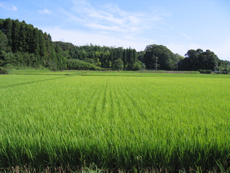 たんぼ 夏雲_a0157159_22465495.jpg