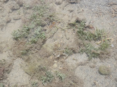 c0180460_118595.jpg