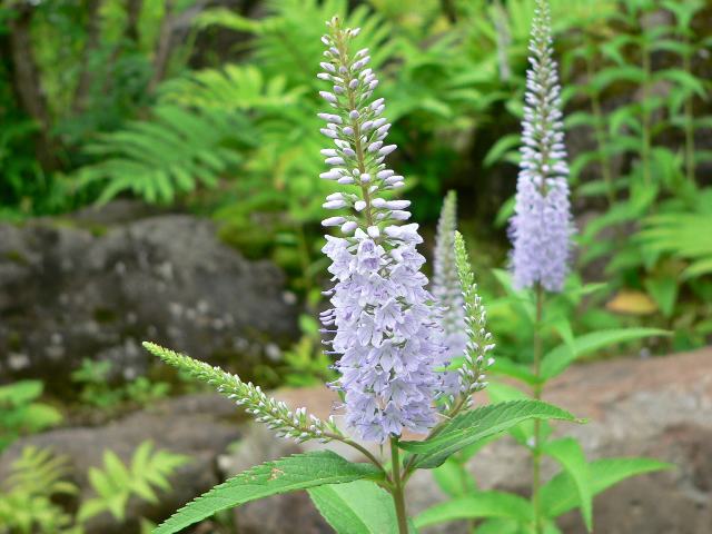 新 四季の花