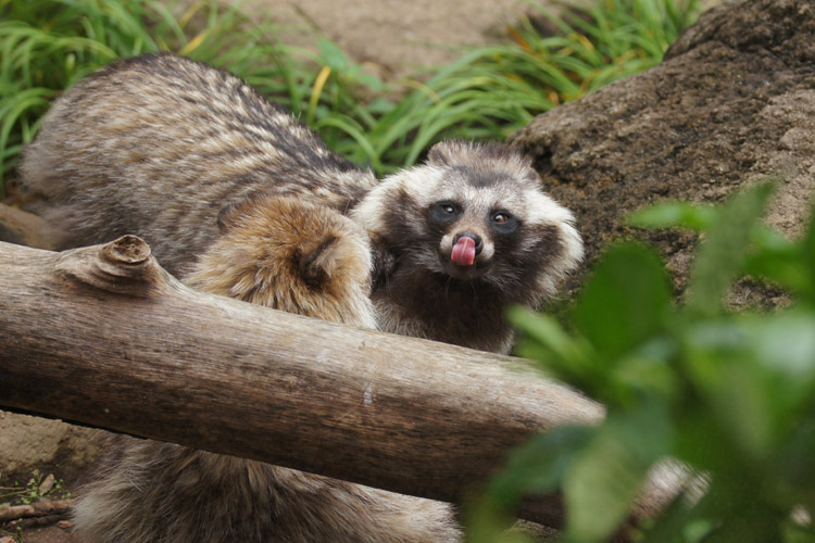 クマの丘のタヌキさん_b0190068_17331271.jpg