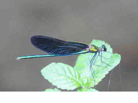 アオハダトンボ なんと綺麗なカワトンボでしょう 11 6 26栃木県 蝶鳥ウォッチング アオハダトンボ なんと綺麗なカワトンボでしょう 11 6 26栃木県 蝶鳥ウォッチング