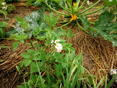 草ボウボウの野菜畑_b0169869_3383545.jpg