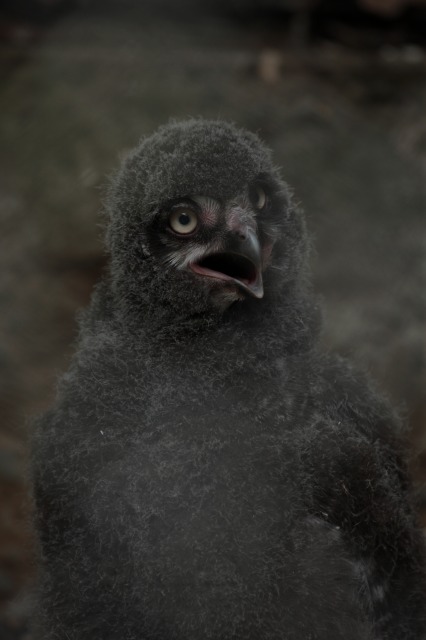 a0188771_7433480.jpg