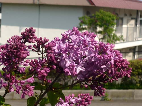 f0092382_1315025.jpg