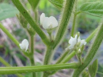 ７月５日「花盛り」_f0003283_19381382.jpg