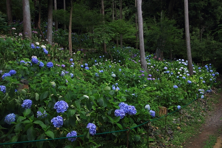 松尾大社_e0051888_06581.jpg