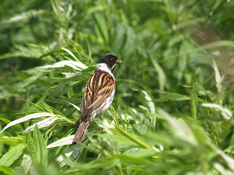 カワセミ、ヤマセミ、ノビタキ、オオジュリン_b0162791_16555436.jpg