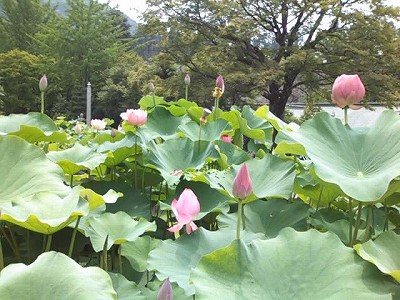 花の寺　三室戸寺　アジサイと蓮_b0205694_9212797.jpg