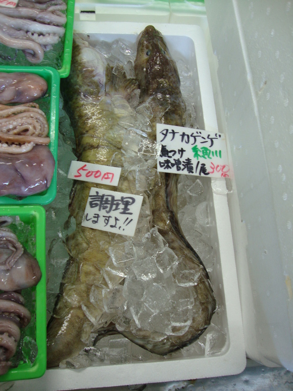 お魚だけどきつねさん?_d0235898_1421667.jpg