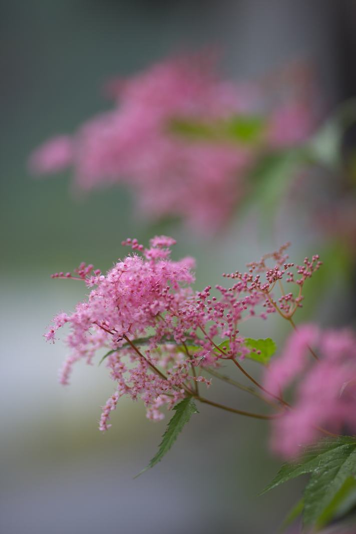 久し振りに花の写真をアップします。_f0000502_8284580.jpg