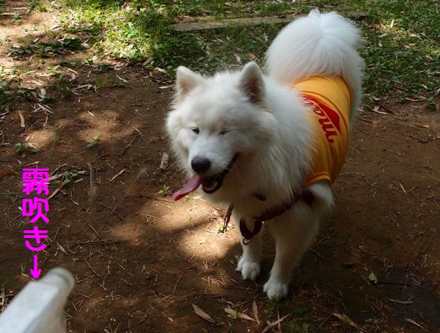 e0018604_144010100.jpg