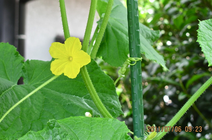 野菜の花_b0190709_11392100.jpg