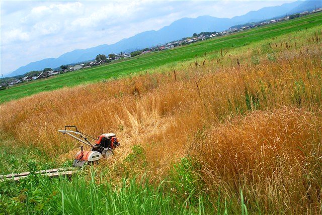 日野町 小麦ワークショップ ~最終章~_c0116714_2214677.jpg