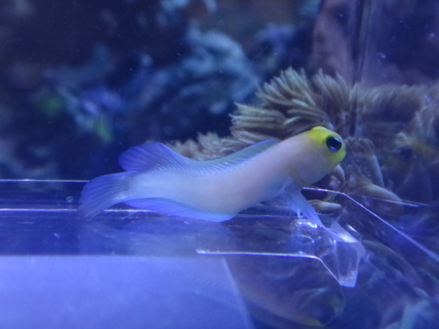 海水魚・水草・淡水魚_f0189122_1391577.jpg