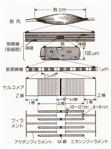 痛み学 Note43 筋肉はどのようにして縮むのか 脳 身体 心 の治療室