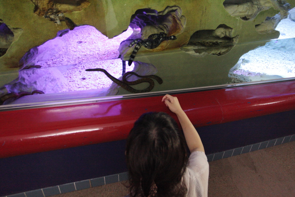 [ 須磨水族園 ～ 新長田 ] - イルカショーとか鉄人とか - お出掛けsnap♪_d0110849_17121096.jpg